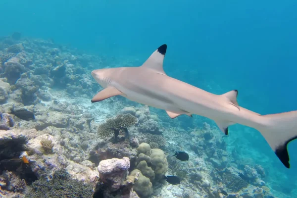 Paradies auf Erden_ Entdecke die atemberaubende Schönheit von Angaga Island auf den Malediven (12)