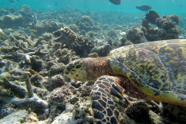 Paradies auf Erden_ Entdecke die atemberaubende Schönheit von Angaga Island auf den Malediven (7)