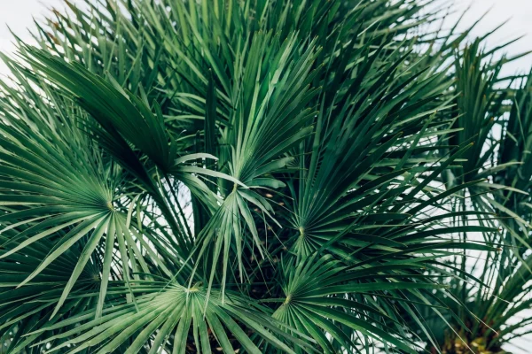 palm-trees-summer-background
