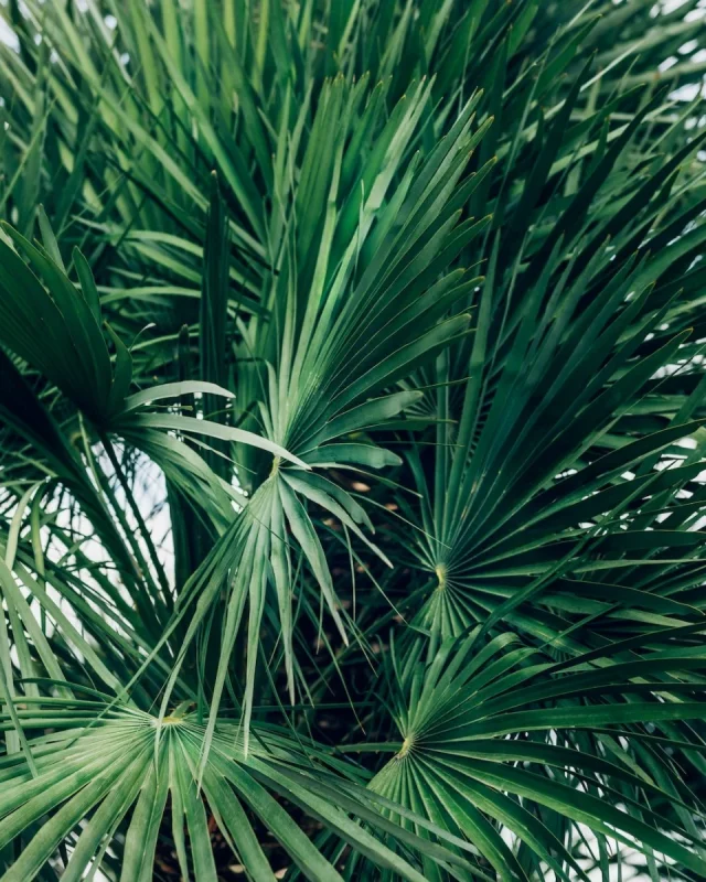 palm-trees-summer-background